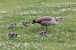 Images Dated 8th September 2014: Africa, South Africa, Cape Town. Mother goose with goslings