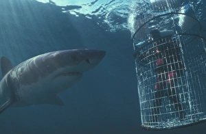 Africa, South Africa Great White Shark and diver (Carcharodon carcharias) Africa, South Africa Great White Shark and diver (Carcharodon carcharias)