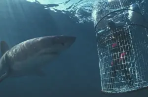 Africa, South Africa Great White Shark and diver (Carcharodon carcharias)
