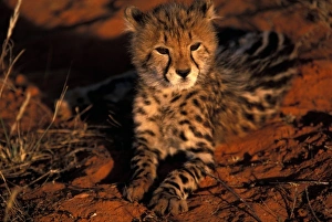 Africa, South Africa, Kalahari Desert. King Cheetah (Acinonyx jubatus) Africa, South Africa, Kalahari Desert. King Cheetah (Acinonyx jubatus)