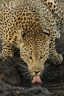 Images Dated 9th June 2015: Africa, South Africa, Kruger National Park. Male leopard drinking at waterhole. Credit as