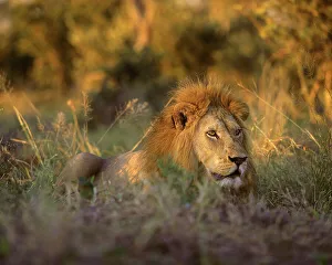 Lion Prints: Africa, South Africa, Kruger National Park. Male lion rests in grass at sunset