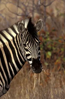 Neck Prints: Africa, South Africa, Kruger NP Zebra portrait
