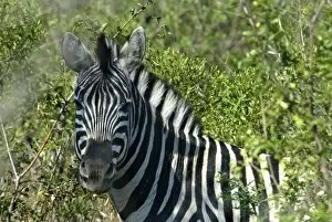 Images Dated 18th September 2007: Africa, South Africa, KwaZulu Natal, Hluhluwe Umfolozi National Park, zebra (RF)