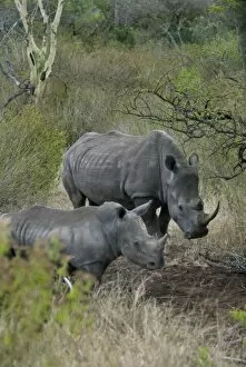 Images Dated 16th September 2007: Africa, South Africa, KwaZulu Natal, Hluhluwe, White rhino in Zulu Nyala Game Reserve