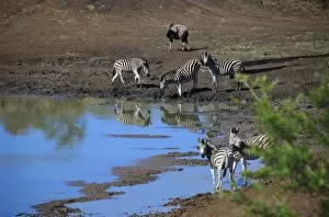 Images Dated 18th September 2007: Africa, South Africa, KwaZulu Natal, Hluhluwe, Zulu Nyala Game Reserve, zebra at