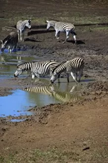 Images Dated 18th September 2007: Africa, South Africa, KwaZulu Natal, Hluhluwe, Zulu Nyala Game Reserve, zebra at