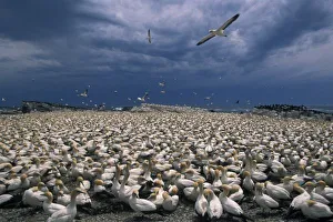 Booby Prints: Africa, South Africa, Lamberts Bay. Cape Gannet colony (Sula capensis)