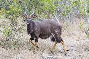 Images Dated 19th September 2014: Africa, South Africa, Londolozi Private Game Reserve. Greater kudu antelope. Credit as