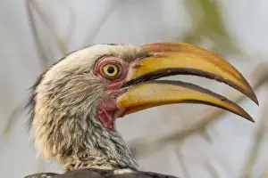 Images Dated 18th September 2014: Africa, South Africa, Londolozi Private Game Reserve