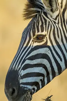 Images Dated 17th September 2014: Africa, South Africa, Londolozi Private Game Reserve. Profile of zebra. Credit as