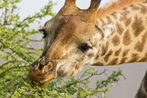 Images Dated 19th September 2014: Africa, South Africa, Londolozi Private Game Reserve