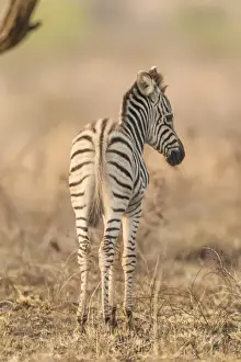 Images Dated 18th September 2014: Africa, South Africa, Londolozi Private Game Reserve. Rear of baby zebra. Credit as