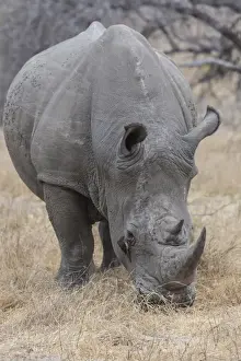 Images Dated 19th September 2014: Africa, South Africa, Londolozi Private Game Reserve. Close-up of rhinoceros grazing