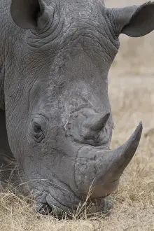 Images Dated 19th September 2014: Africa, South Africa, Londolozi Private Game Reserve. Close-up of rhino head. Credit as