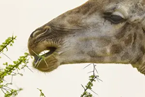 Images Dated 19th September 2014: Africa, South Africa, Londolozi Private Game Reserve