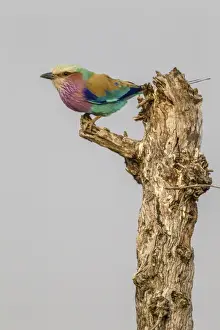 Images Dated 18th September 2014: Africa, South Africa, Londolozi Private Game Reserve. Lilac-breasted roller bird on stump