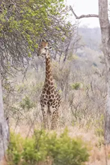 Images Dated 20th September 2014: Africa, South Africa, Londolozi Private Game Reserve. Giraffe stands under tree. Credit as