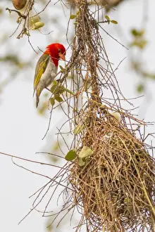 Images Dated 19th September 2014: Africa, South Africa, Londolozi Private Game Reserve. Male red-headed weaver on nest