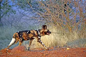 Africa, South Africa, Madikwe Private Game Reserve. The African Wild Dog, also known