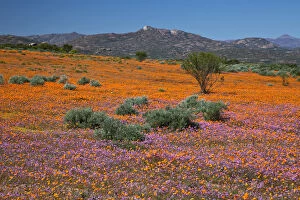 South Africa Gallery: Africa, South Africa, Namaqualand. Orange an purple blossoms in Namaqua National Park