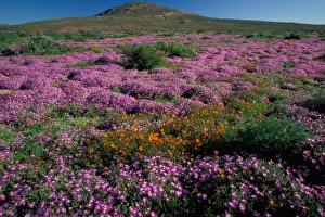 Africa, South Africa, Namaqualand, Orange and purple daisies