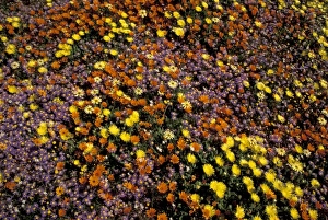 Images Dated 5th August 2010: Africa, South Africa, Namaqualand. Carpet of mixed wildflowers