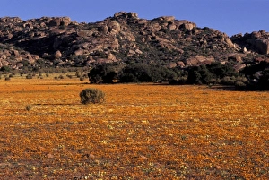 Namaqualand Prints: Africa, South Africa, Namaqualand, Nourivier. Meadow of mixed wildflowers