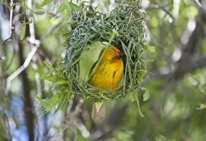 Africa, South Africa, Namaqualand, Kamieskroon. Weaver bird in partially built nest