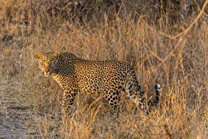 Images Dated 16th September 2014: Africa, South Africa, Ngala Private Game Reserve. Wary leopard in grass. Credit as
