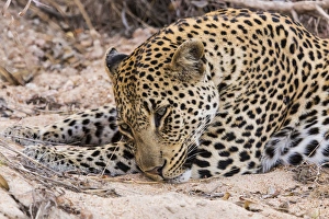 Images Dated 15th September 2014: Africa, South Africa, Ngala Private Game Reserve. Close-up of young leopard. Credit as