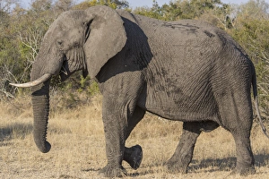 Images Dated 16th September 2014: Africa, South Africa, Ngala Private Game Reserve. Side view of male elephant. Credit as