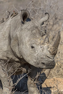 Images Dated 16th September 2014: Africa, South Africa, Ngala Private Game Reserve. Close-up of white rhino. Credit as
