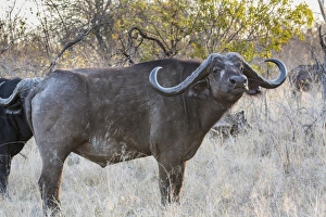 Images Dated 16th September 2014: Africa, South Africa, Ngala Private Game Reserve. Side view of Cape buffalo. Credit as