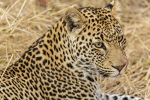 Images Dated 16th September 2014: Africa, South Africa, Ngala Private Game Reserve. Close-up of adult leopard. Credit as