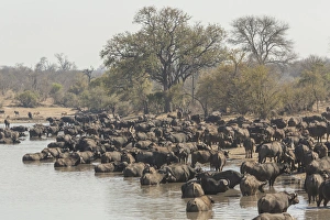 Images Dated 15th September 2014: Africa, South Africa, Ngala Private Game Reserve. Cape buffalo herd at water hole