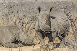 Images Dated 16th September 2014: Africa, South Africa, Ngala Private Game Reserve