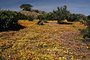 Namaqualand Prints: Africa, South Africa, Northern Cape Province, Namaqualand. Exhuberant wildflower