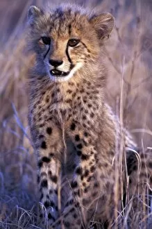 Africa, South Africa, Phinda Reserve. King Cheetah (Acinonyx jubatus)