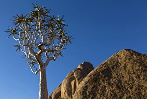 Images Dated 25th March 2014: Africa, South Africa, Richtersveld National Park. Quiver tree and boulder. Credit as