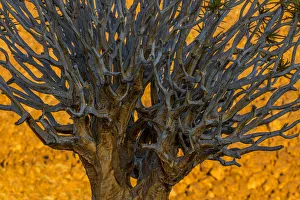 Images Dated 25th March 2014: Africa, South Africa, Richtersveld National Park. Close-up of quiver tree. Credit as