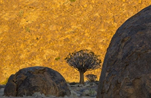 Images Dated 26th March 2014: Africa, South Africa, Richtersveld National Park