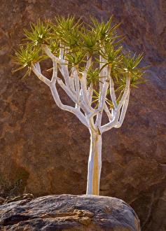 Images Dated 26th March 2014: Africa, South Africa, Richtersveld National Park. Quiver tree and boulders. Credit as