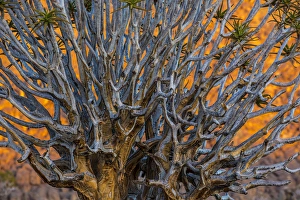 Images Dated 26th March 2014: Africa, South Africa, Richtersveld National Park. Close-up of quiver tree. Credit as