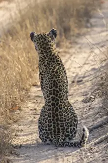 Africa, South Africa, Sabi Sabi Private Game Reserve. Back of leopard sitting in road