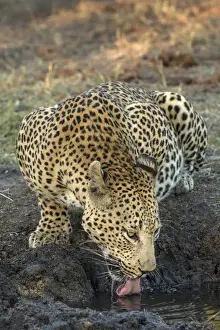 Images Dated 9th June 2015: Africa, South Africa, Sabi Sabi Private Game Reserve. Leopard drinking from a waterhole