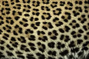 Images Dated 8th June 2015: Africa, South Africa, Sabi Sabi Private Game Reserve. Close-up of leopard spots. Credit as