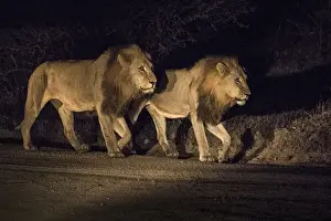 Images Dated 9th June 2015: Africa, South Africa, Sabi Sabi Private Game Reserve. Two male lions walking at night
