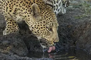 Images Dated 9th June 2015: Africa, South Africa, Sabi Sabi Private Game Reserve. Leopard drinking from a waterhole
