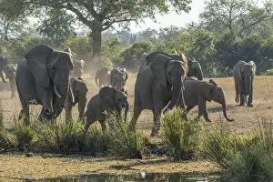 Images Dated 9th June 2015: Africa, South Africa, Sabi Sabi Private Game Reserve. Elephants running to a waterhole